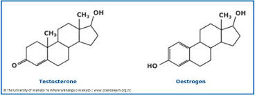 Testosterone is a hormone found in humans and some animals. Complex Molecules Testosterone And Oestrogen Science Learning Hub