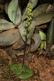 Image result for Holothrix villosa