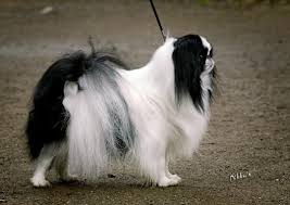 Koirat Com Japanese Chin Japanese Chin Japanese Chin Dog Chin