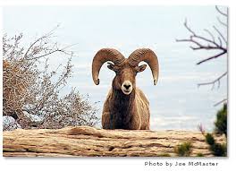 Desert bighorn sheep are diurnal animals. Bighorn Sheep Bighorn Desertusa
