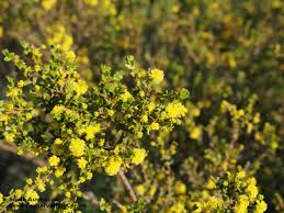 Image result for Acacia eriocarpa