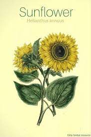 Sunflower Benefits And Uses Of Its Seed Leaves And Petals Herbalism Herbs Herbal Healing