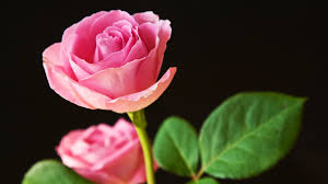 Image result for images of rose hd