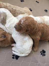 With no breed standard, labradoodles have been known to be a wide variety of colours and textures with names that remind us of ice cream flavours (caramel cream, anyone?). A Boy And His Dog Doodles Goldendoodles Labradoodles