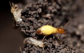 Action termite & pest control has been taking care of our house for 3 years, and doing an awesome job. Ultimate Guide To Termites In Southeast Texas