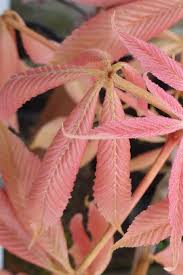 Image result for Aeollanthus neglectus