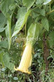 Plena 'angels sunbeam' always present themselves with three floors of these blossoms that occur but also four. Brugmansia Sanguinea Aurea Golden Angel S Trumpet Buy Seeds At Rarepalmseeds Com