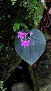 Image result for Impatiens gomphophylla