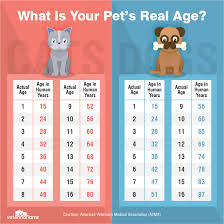 what is the age of cats in human years veterinarians com