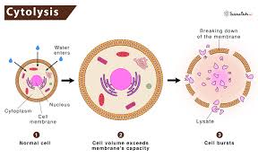Why Would A Red Blood Cell Crenate In A 0.85% Salt Solution? Did An Osmosis  Lab And Found A Few Of The Rbcs Shriveling In A Hypotonic Solution! Cannot  Find A Specific