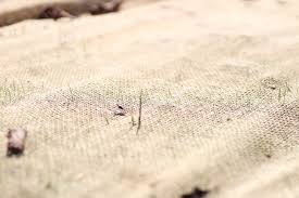 How to keep birds from eating grass seeds has been a persistent dilemma for some of us, who tried and failed, to grow a rich lawn. Straw Erosion Netting And Successful Lawn Germination Cumberland Valley Tree Service And Landscaping