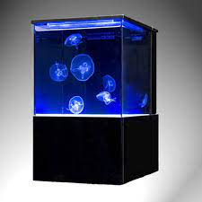 Pin On Jellyfish Care