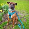 Moreover, certain dog collars will have a specific purpose for the dog, and you need to know exactly what's the reason you put a pet collar on your dog. 1