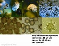 Image result for Melanospermum