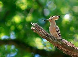 صور هدهد خلفيات ورمزيات الهدهد بجودة hd ميكساتك animals beautiful weird birds bird