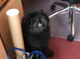 Watch Island S Working Dogs A Hit On Twitter 3fm Isle Of Man