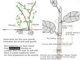 When new shoots have developed from the base of the plants, cut the old. Raspberry Cuttings How To Grow Raspberries From Cuttings Luv2garden Com