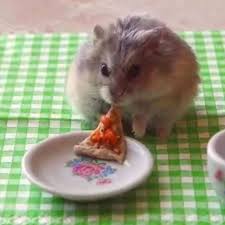 He Looks Like He Really Really Loves His Pizza For Sure Cute Hamsters Funny Hamsters Baby Hamster