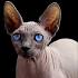 Sphynx cat price range. Hairless cat cost. Where to buy ...