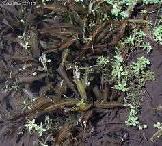 Image result for Potamogeton richardii