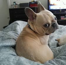 View breed standards and coat fawn in the french bulldog can range from a reddish color through yellow to a. Chuck The Blue Fawn French Bulldog Chuckthebluefawn On Instagram Cute Dogs Bulldog Puppies Bulldog