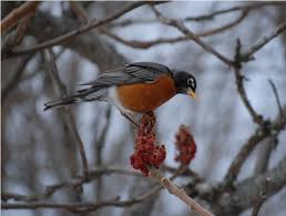 Wikipedia:featured picture candidates/file:female scarlet robin.jpg. Male Or Female Robin