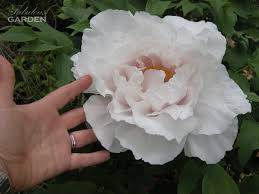 The only tree peony that i've had so far blooming enough to even think about cutting is phoenix white but i've never done it. Tree Peonies How Do You Prune Them The Fabulous Garden