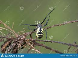 Yellow Garden Spider Weaving Web Georgia Stock Image