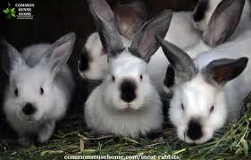 Browse rabbit cages at petco that include indoor, outdoor, and multilevel options. Meat Rabbits What You Need To Know About Raising Rabbits For Meat