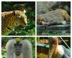 Image of Thiruvananthapuram Zoo, Trivandrum