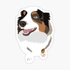 These highly adaptable dogs can do just about anything that the australian shepherd can, but their small size makes them easier to fit into many different lifestyles. Australian Shepherd Stickers Redbubble