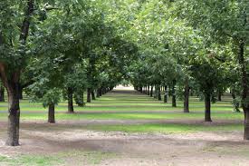 Pecan Tree Grow Guide Pecan Trees Online Perfect Plants