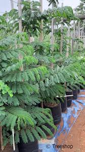 Image result for Albizia adianthifolia