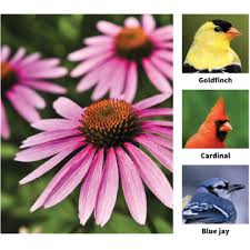 Birds will be attracted to your yard if you offer them food. 10 Plants That Bring Birds To The Garden Garden Center Magazine
