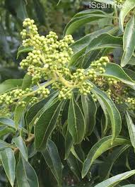 Image result for Heteropyxis natalensis