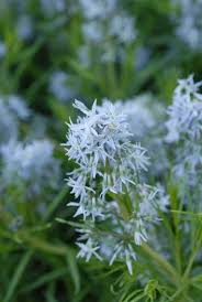 Magical, meaningful itemsyou can't find anywhere else. Arkansas Bluestar Blue Ice Amsonia Hubrichtii Landhealth