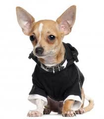 Black Apple Head Chihuahua Stock Photo Chihuahua Puppies Chihuahua Puppies