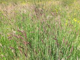 Image result for Holcus