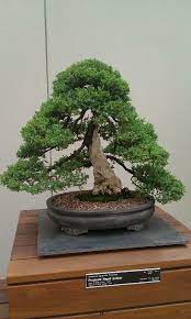 Prostrate Nepal Juniper Bonsai Tree Tree Care Bonsai
