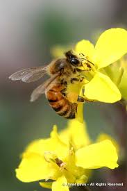 Choose flowers that feed bees during nectar shortages. Pollen For Honey Bees In A Rainbow Of Colours Janet Davis Explores Colour