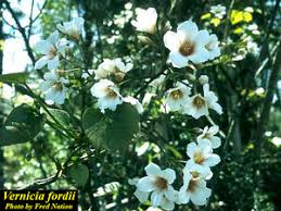 Image result for Vernicia