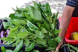 Image result for Corchorus olitorius