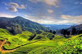 Save yourself the hassle of booking buses by going with a private guide. From Kuala Lumpur Cameron Highlands Private Full Day Tour Getyourguide