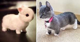 Can i also eat fish with you? 21 Animals That Are So Cute We Can T Handle It