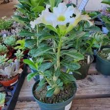 Image result for Cassia burttii