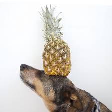 Delicious family recipes · unique diy projects Can Dogs Eat Pineapple