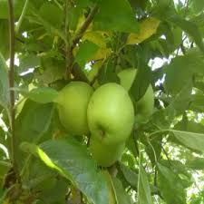 Le Fournisseur De Fruits Et Legumes Maroc Moroc 1000 50 100 10 Cote D Ivoire Grossiste Recherche De Fournisseur Espaceagro