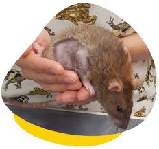 Lumps And Bumps In Mice And Rats Should You Visit A Vet