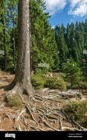 Germany Baden Wuerttemberg Bad Rippoldsau Schapbach Root System Root System Root System Of A Spruce On Glaswaldsee Norway Spruce Picea Abies Stock Photo Alamy