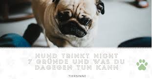 Hund Trinkt Nicht 7 Grunde Und Was Du Dagegen Tun Kann Tiersinne Com Hunde Gesunde Hunde Hundegesundheit